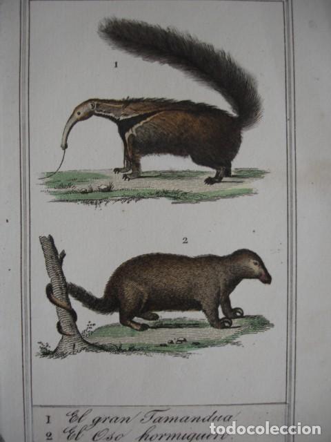 Arte: OSO HORMIGUERO  TAMANDUA .ZOOLOGIA A&Ntilde;O 1848 COLOREADO A MANO