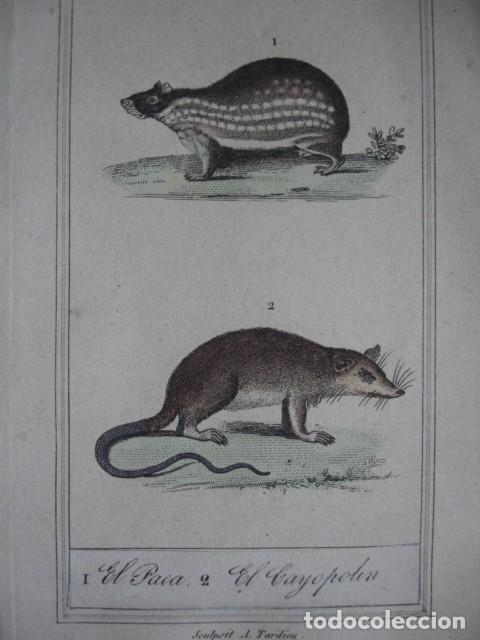Arte: PACA CAYOPOLIN .ZOOLOGIA A&Ntilde;O 1848 COLOREADO A MANO