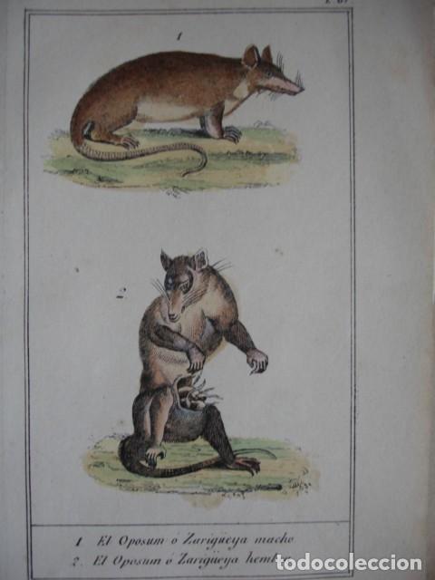 Arte: OPOSUM O ZURIGUEYA MACHO Y HEMBRA .ZOOLOGIA A&Ntilde;O 1848 COLOREADO A MANO