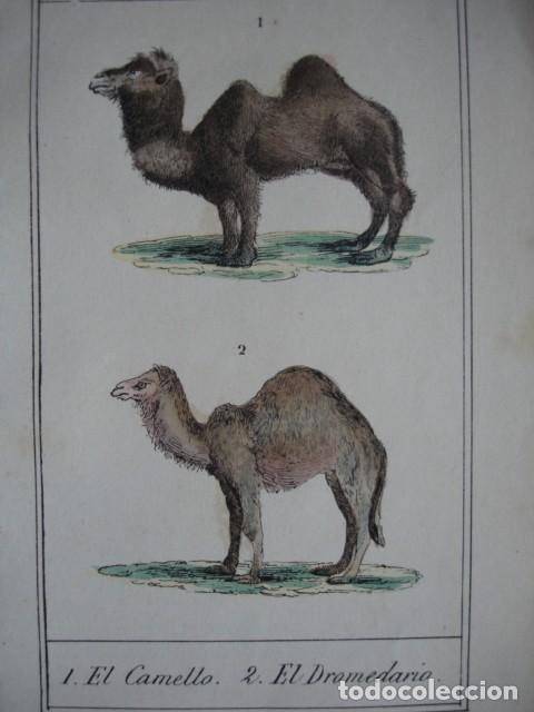 Arte: CAMELLO DROMEDARIO .ZOOLOGIA A&Ntilde;O 1848 COLOREADO A MANO