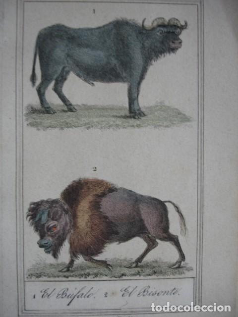 Arte: BUFALO BISONTE .ZOOLOGIA A&Ntilde;O 1848 COLOREADO A MANO
