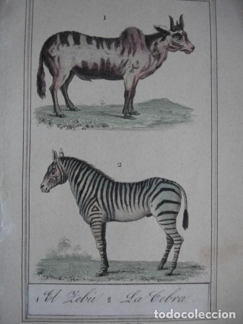 Arte: ZEBU CEBRA  .ZOOLOGIA A&Ntilde;O 1848 COLOREADO A MANO