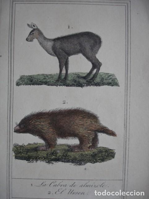 Arte: CABRA DE ALMIZCLE URSON .ZOOLOGIA A&Ntilde;O 1848 COLOREADO A MANO