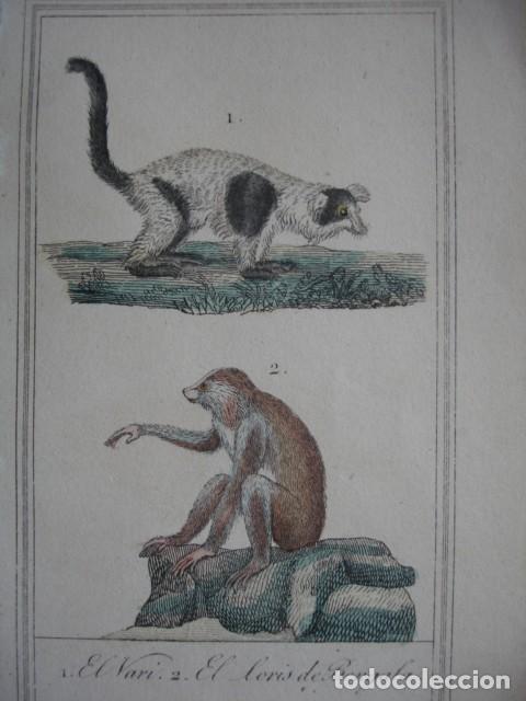 Arte: VARI LORIS DE BENGALA  .ZOOLOGIA A&Ntilde;O 1848 COLOREADO A MANO