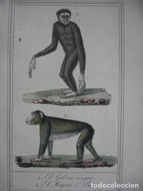 Arte: GIBON NEGRO MAGOTE O PITECO MONOS .ZOOLOGIA A&Ntilde;O 1848 COLOREADO A MANO