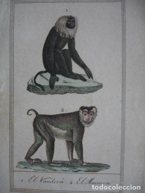 Arte: VANDERO MAIMON MONOS .ZOOLOGIA A&Ntilde;O 1848 COLOREADO A MANO