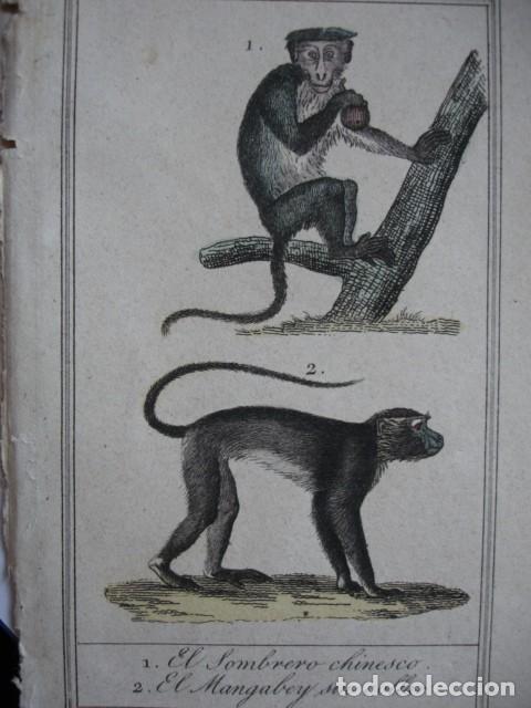 Arte: SOMBRERO CHINESCO MONGABEY SIN COLLAR  MONOS .ZOOLOGIA A&Ntilde;O 1848 COLOREADO A MANO