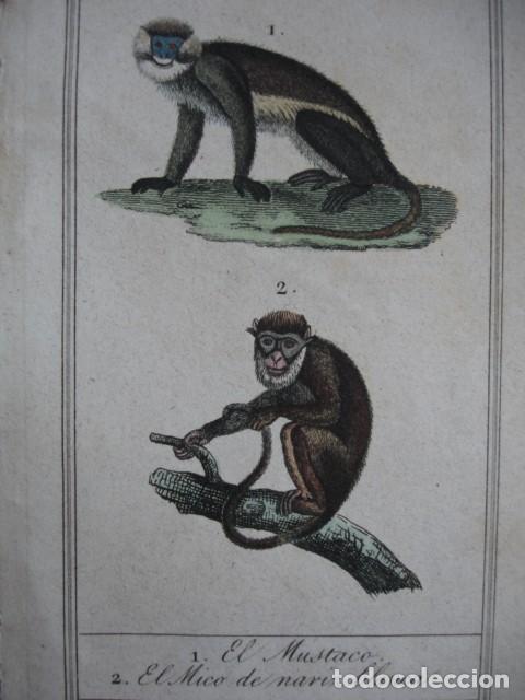 Arte: MUSTACO MICO NARIZ BLANCA  .ZOOLOGIA A&Ntilde;O 1848 COLOREADO A MANO
