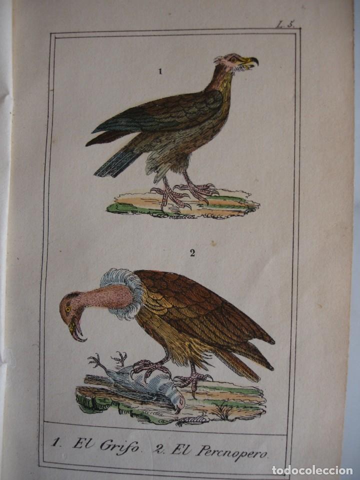 Arte: GRIFO PERCNOPERO  .COLOREADA A MANO 1841 GRABO TARDIEU PAJAROS ORNITOLOGIA