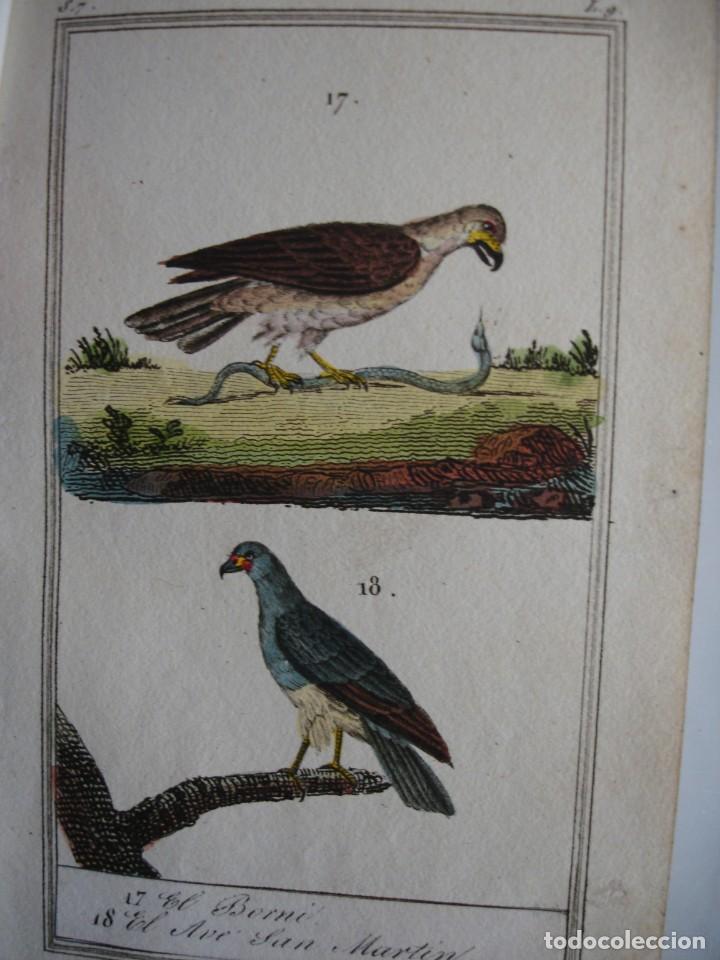 Arte: BORNI.AVE SAN MARTIN .COLOREADA A MANO 1841 GRABO TARDIEU PAJAROS ORNITOLOGIA