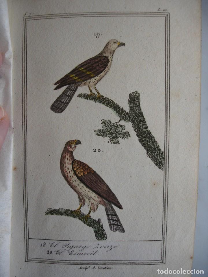 Arte: PIGARGO ZONZO.ESMERIL .COLOREADA A MANO 1841 GRABO TARDIEU PAJAROS ORNITOLOGIA