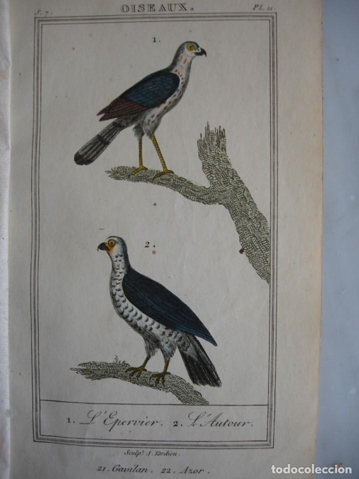Arte: GAVILAN .AZOR .COLOREADA A MANO 1841 GRABO TARDIEU PAJAROS ORNITOLOGIA