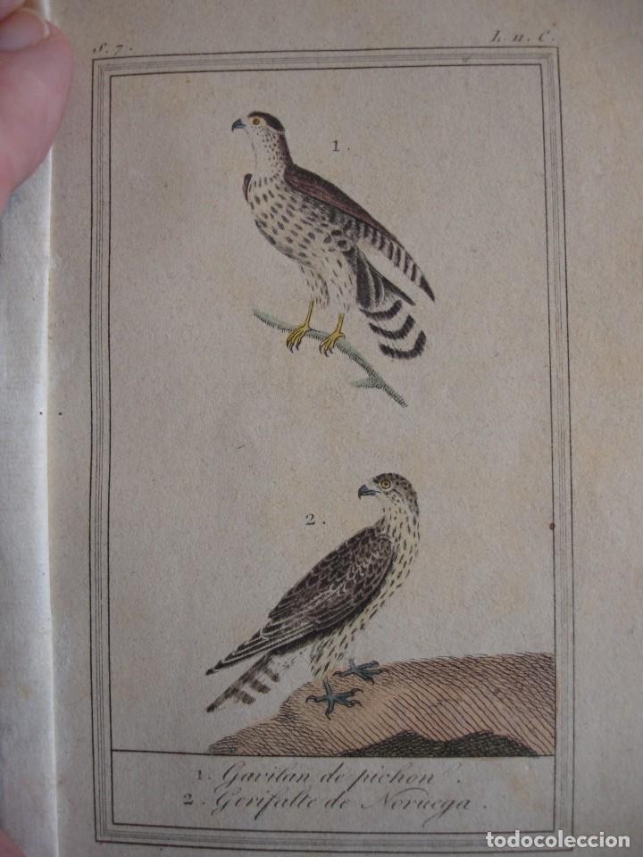 Arte: GAVILAN  PICHON GERIFALLO DE NORUEGA COLOREADA A MANO 1841 GRABO TARDIEU PAJAROS ORNITOLOGIA