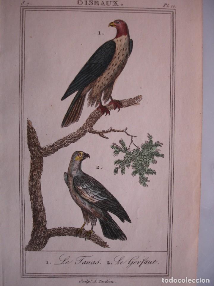 Arte: GERIFALTE .TANAS COLOREADA A MANO 1841 GRABO TARDIEU PAJAROS ORNITOLOGIA