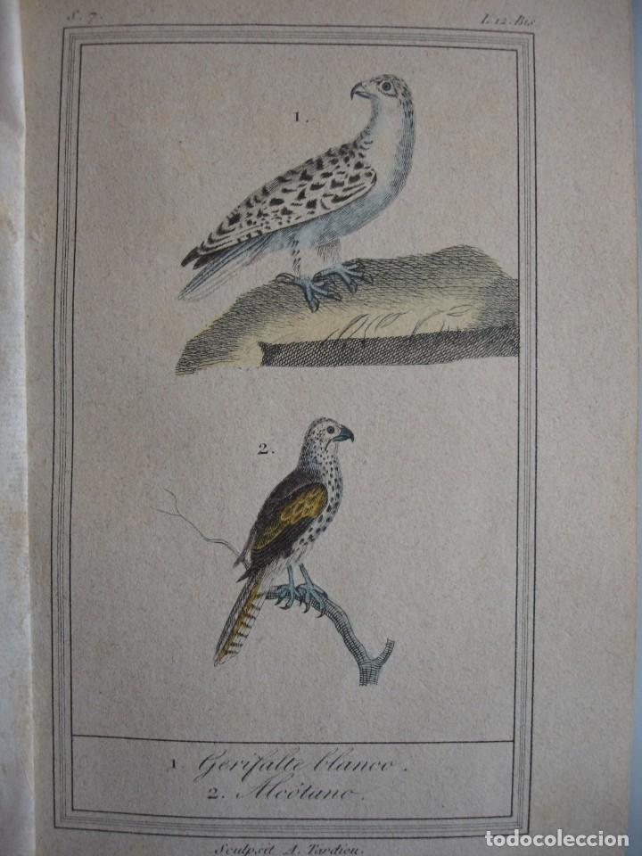 Arte: GERIFALTE BLANCO ALCOTANO COLOREADA A MANO 1841 GRABO TARDIEU PAJAROS ORNITOLOGIA