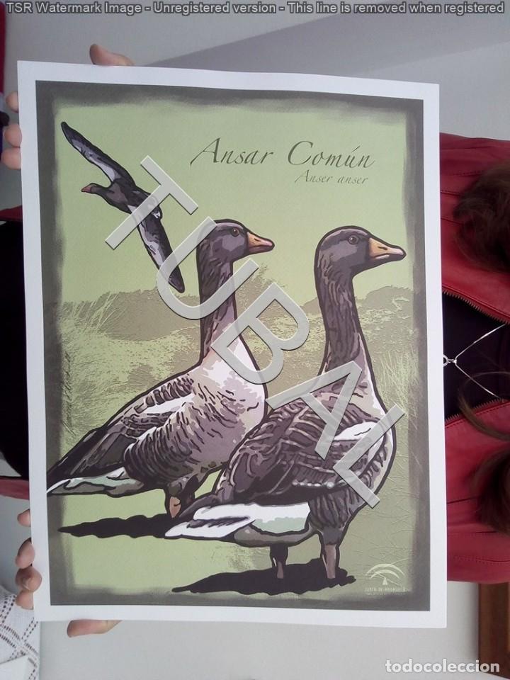 Arte: TUBAL CAZA CINEGETICA LA CAZA EN ANDALUCIA CARPETA CON 8 LAMINAS 800 GRS X7