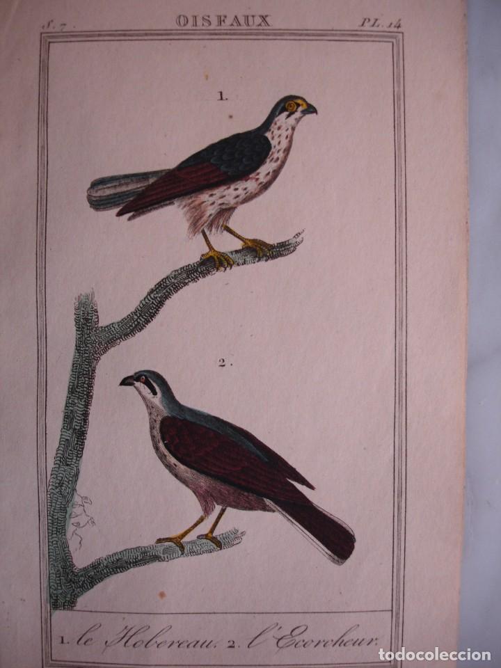 Arte: BUARO.DESOLLADOR COLOREADA A MANO 1841 GRABO TARDIEU PAJAROS ORNITOLOGIA