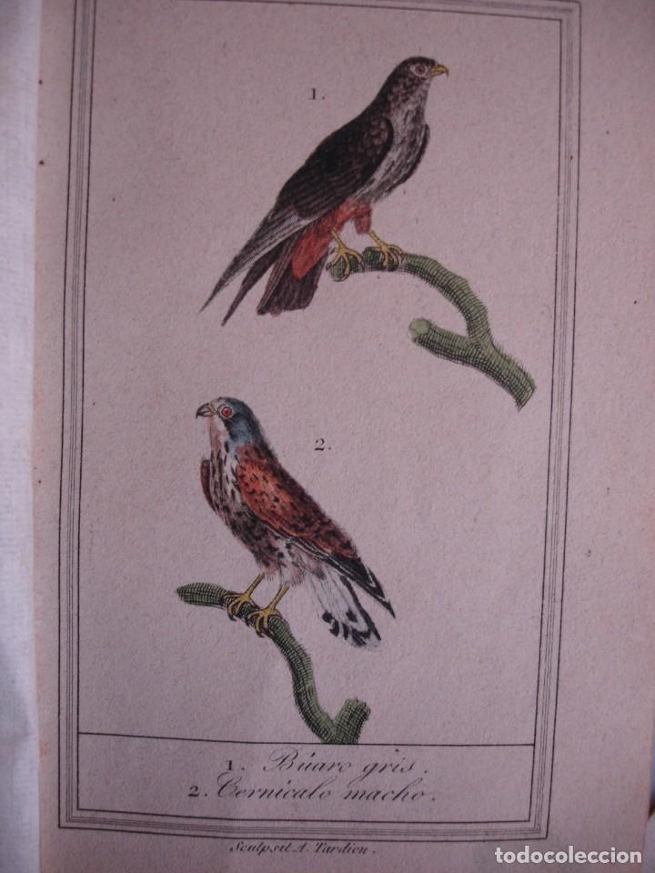 Arte: BUARO GRIS CERNICALO MACHO COLOREADA A MANO 1841 GRABO TARDIEU PAJAROS ORNITOLOGIA