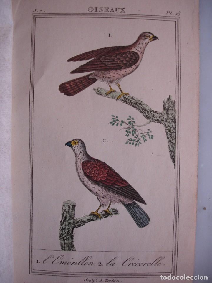 Arte: ESMEREJON CERNICALO HEMBRA COLOREADA A MANO 1841 GRABO TARDIEU PAJAROS ORNITOLOGIA