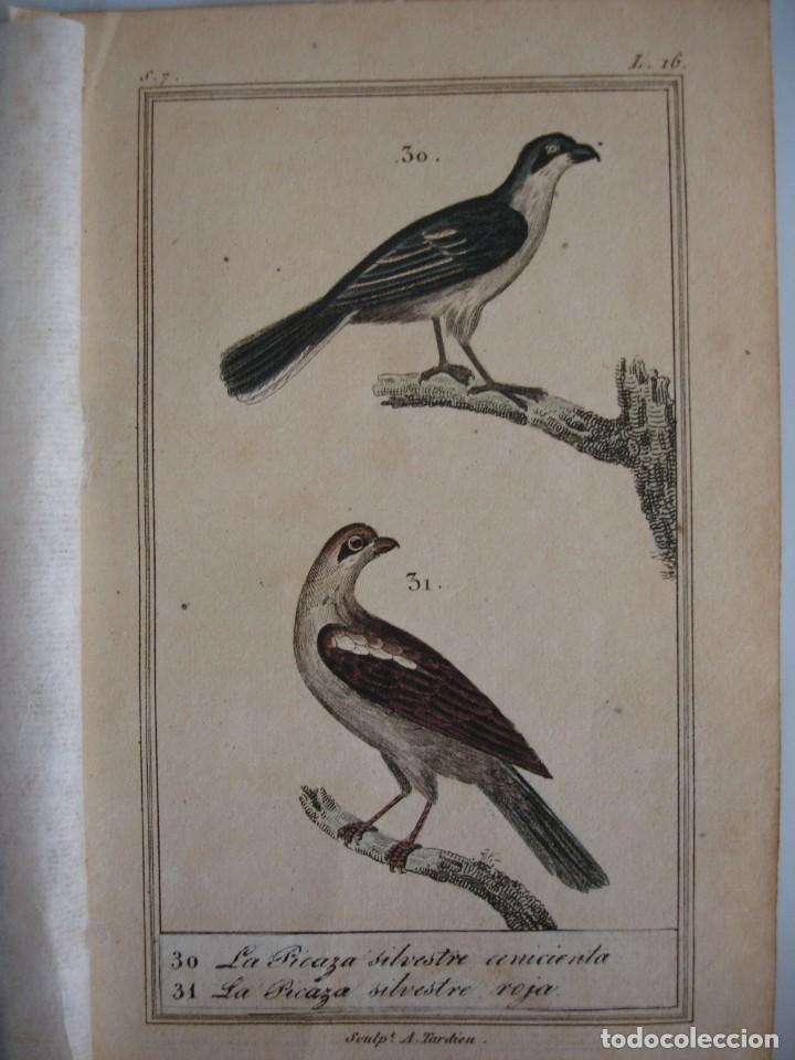 Arte: BICAZA SILVESTRE ,ROJA COLOREADA A MANO 1841 GRABO TARDIEU PAJAROS ORNITOLOGIA