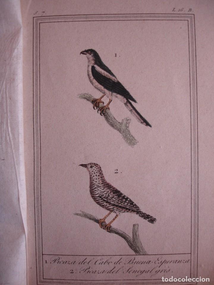 Arte: PICAZA CABO BUENA ESPERANZA ,DEL SENEGAL  COLOREADA A MANO 1841 GRABO TARDIEU PAJAROS ORNITOLOGIA