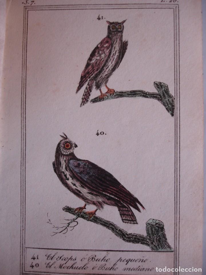 Arte: SCOPS BUHO  ZUMAYA LECHUZA COLOREADA A MANO 1841 GRABO TARDIEU PAJAROS ORNITOLOGIA