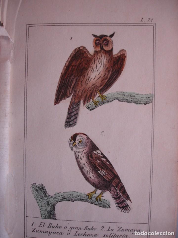 Arte: GRAN BUHO ZUMAYA LECHUZA  COLOREADA A MANO 1841 GRABO TARDIEU PAJAROS ORNITOLOGIA