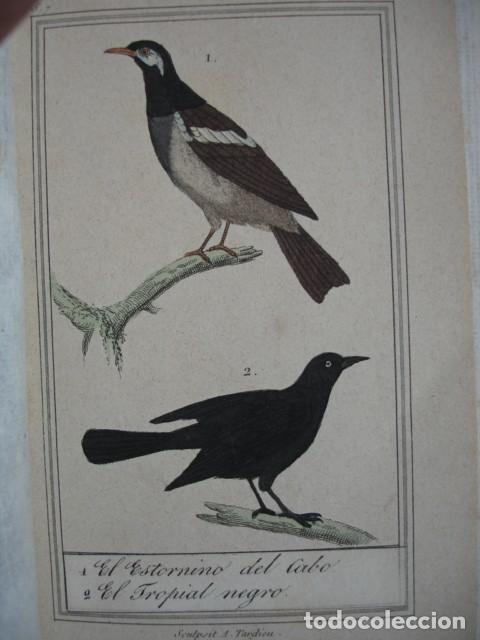 Arte: ESTORNINOS DEL CABO .EL TROPICAL NEGRO .COLOREADO A MANO 1841 GRABO TARDIEU PAJAROS ORNITOLOGIA