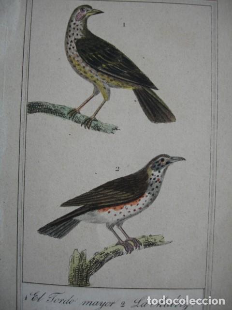 Arte: TORDO MAYOR .MALVIZ COLOREADO A MANO 1841 GRABO TARDIEU PAJAROS ORNITOLOGIA