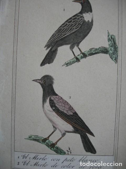 Arte: MIRLO PETO BLANCO Y ROSA  COLOREADO A MANO 1841 GRABO TARDIEU PAJAROS ORNITOLOGIA