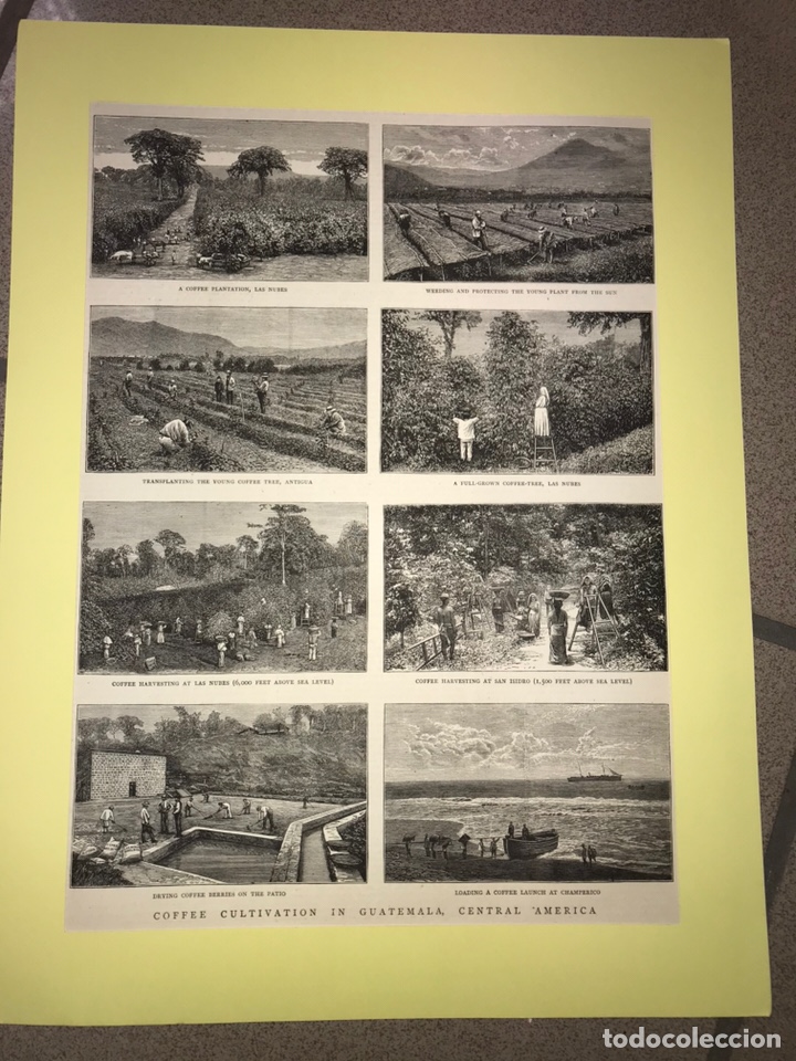 Arte: CAF&Eacute;. LITOGRAF&Iacute;A DE 1877 DEL CULTIVO DEL CAF&Eacute; EN GUATEMALA. 8 IM&Aacute;GENES.