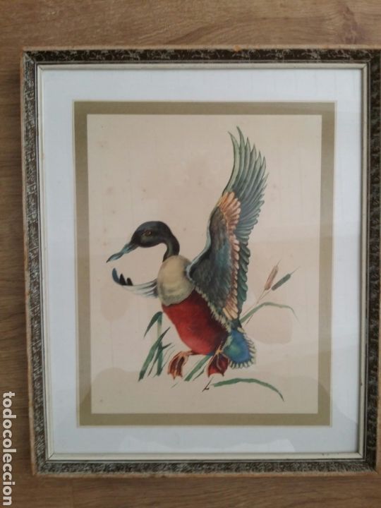 Art: Litograf&iacute;a o l&aacute;mina antigua enmarcada ave