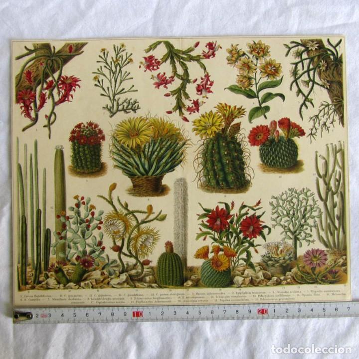 Arte: Litograf&iacute;a de diferentes tipos de cactus - Foto 1