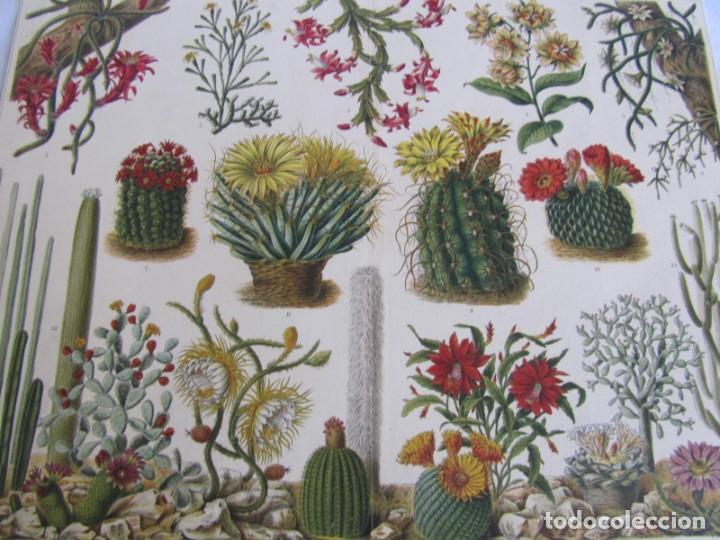 Arte: Litograf&iacute;a de diferentes tipos de cactus - Foto 2