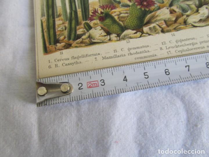 Arte: Litograf&iacute;a de diferentes tipos de cactus - Foto 3