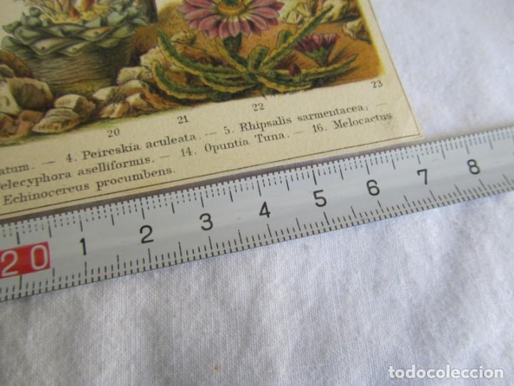 Arte: Litograf&iacute;a de diferentes tipos de cactus - Foto 4