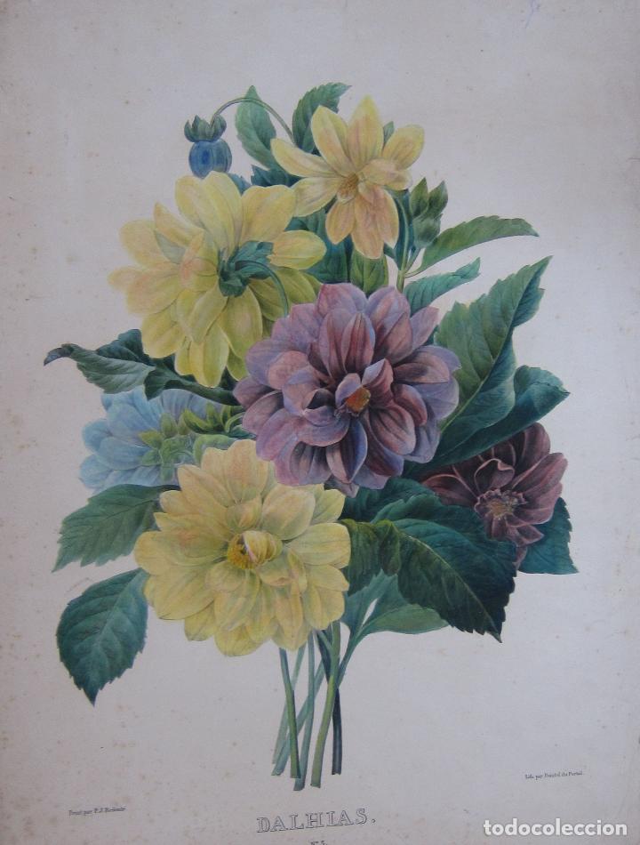 Arte: DALIAS, DHALIAS. LITOGRAFIA POINTEL DU PORTAIL. SEG&Uacute;N PINTURA DE REDOUT&Eacute;, 46 x 35 cm.