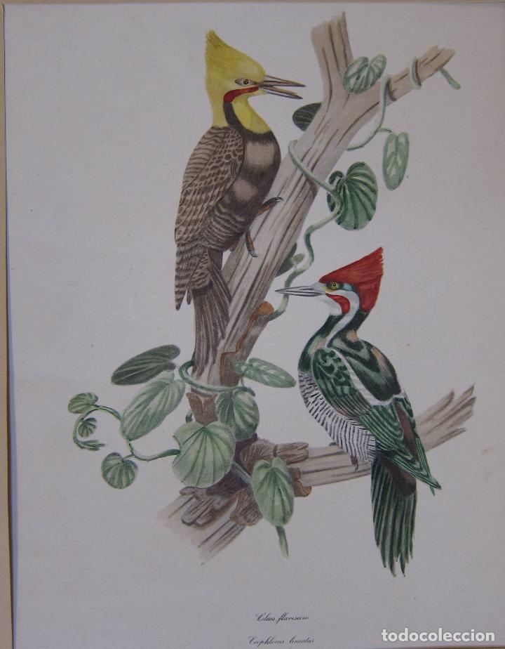 Arte: Celeus flavescens. Carpintero de cabeza amarilla /Dryocopus lineatus Carpintero Lineado. LITOGRAFIA