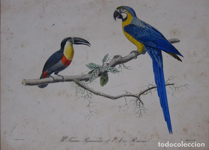 Arte: Le Toucan Pignancoin et l'Ara Rauna (Tuc&aacute;n y guacamayo azul y amarillo). LITOGRAFIA FRANCIA, S. XIX