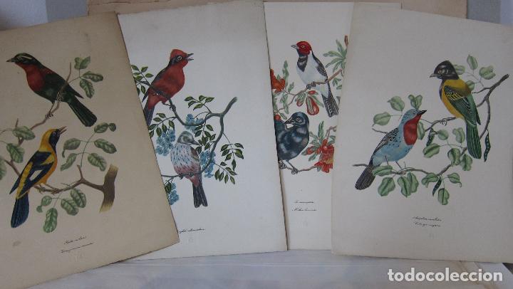 Art: 4 LITOGRAFIAS A COLOR, TEMA AVES P&Aacute;JAROS. Papel 33 x 25 cm