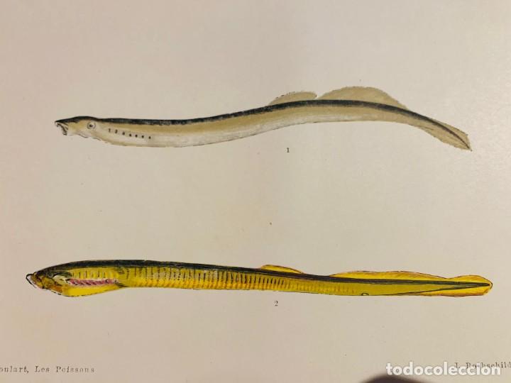 Arte: LITOGRAFIA ORIGINAL DE 1876 DEL IMPRESIONANTE LIBRO LES POISSONS - GERVAIS ET BOULART - J. ROTHSCHIL