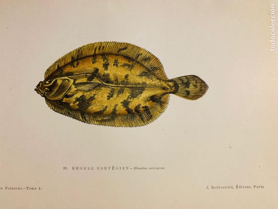 Arte: LITOGRAFIA ORIGINAL DE 1876 DEL IMPRESIONANTE LIBRO LES POISSONS - GERVAIS ET BOULART - RHOMBE NORVE