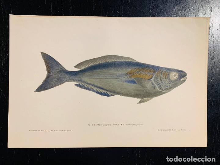 Arte: LITOGRAFIA ORIGINAL DE 1876 DEL IMPRESIONANTE LIBRO LES POISSONS - LOS PECES - GERVAIS ET BOULART -