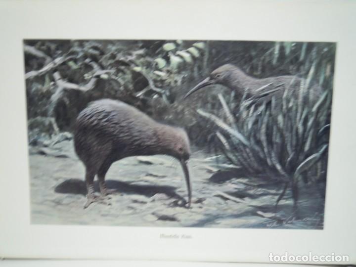 Arte: KIWI AVE - ANTIGUA IMPRESION LITOGRAFICA ALEMANA A&Ntilde;O 1900 - ZOOLOGIA A. BREHN