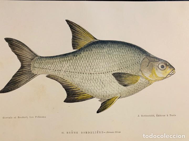 Arte: LITOGRAFIA DE 1876 LIBRO LES POISSONS - LOS PECES - GERVAIS ET BOULART - BR&Egrave;ME BORDELI&Egrave;RE - ABRAMIS
