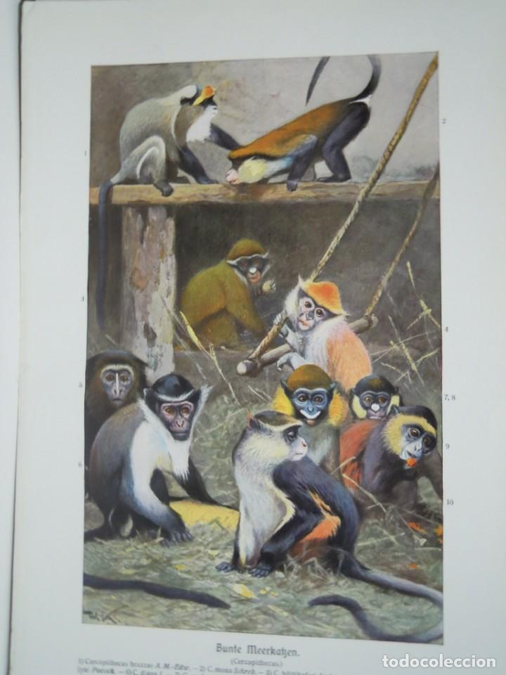 Arte: MONOS CERCOPITECOS - ANTIGUA IMPRESION LITOGRAFICA ALEMANA A&Ntilde;O 1900 - ZOOLOGIA WEGNER