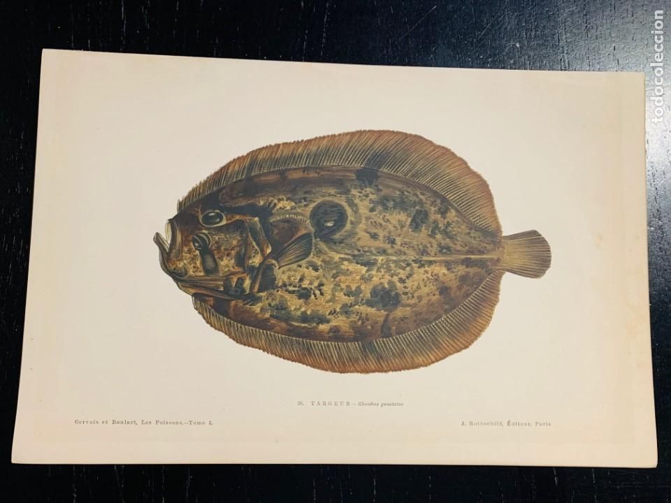 Art: LITOGRAFIA DE 1876 LES POISSONS - LOS PECES - TARGEUR - RHOMBUS PUNCTATUS - RODABALLO