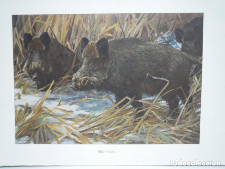 Arte: JABALI CERDO SALVAJE - ANTIGUA IMPRESION LITOGRAFICA ALEMANA A&Ntilde;O 1900 - ZOOLOGIA A. BREHN