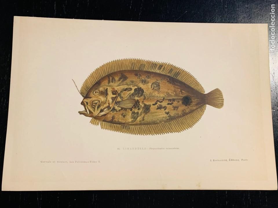 Arte: LITOGRAFIA ORIGINAL DE 1876 DEL IMPRESIONANTE LIBRO LES POISSONS - LOS PECES - GERVAIS ET BOULART -