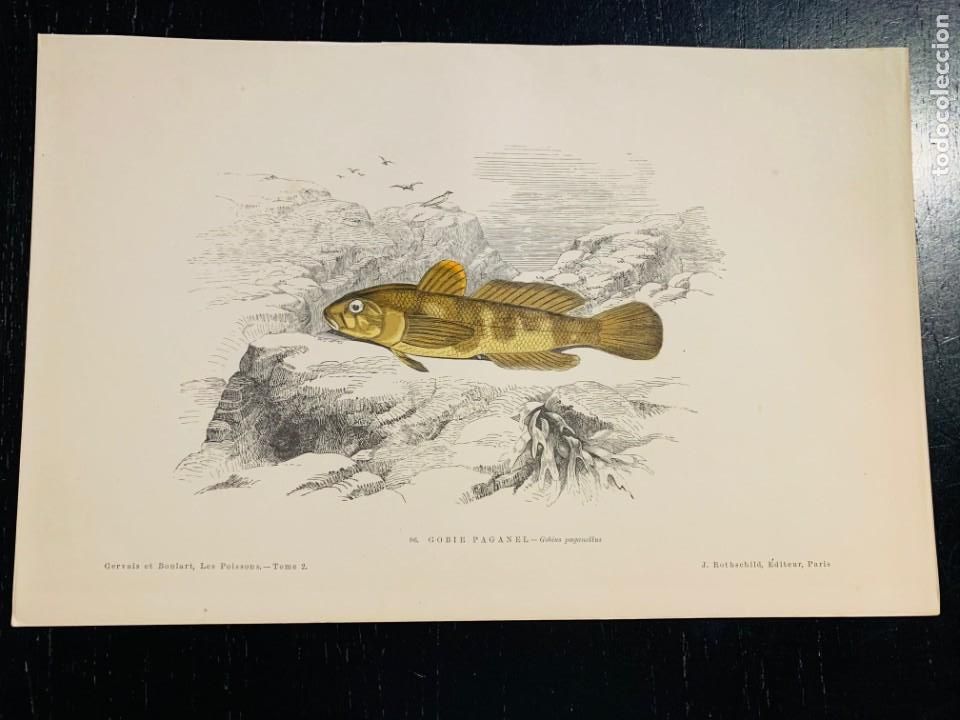 Arte: LITOGRAFIA ORIGINAL DE 1876 DEL IMPRESIONANTE LIBRO LES POISSONS - LOS PECES - GERVAIS ET BOULART -